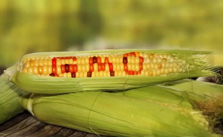 genetically modified vegetables