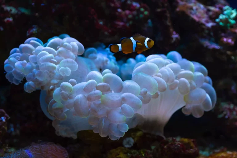 corals online