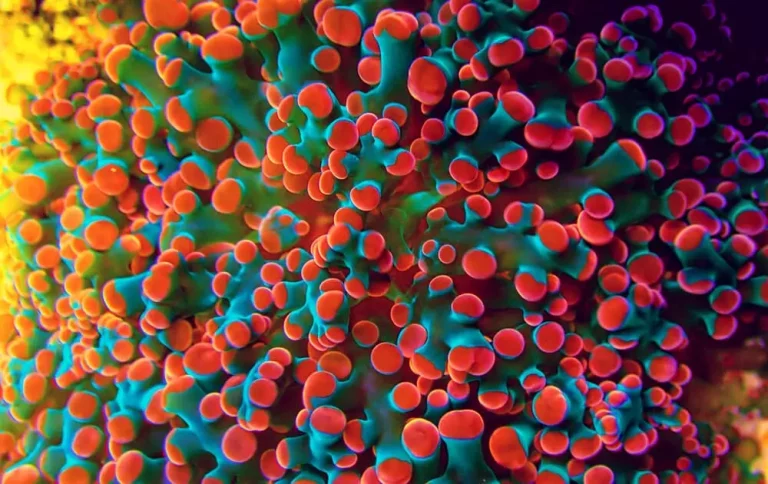 corals online