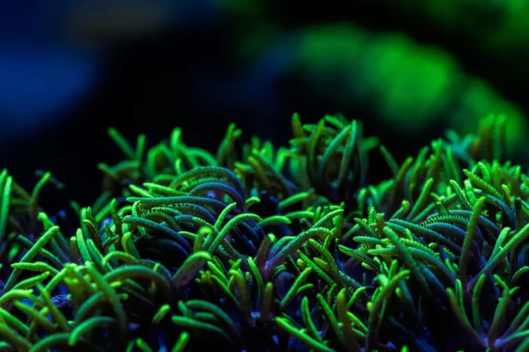 corals online