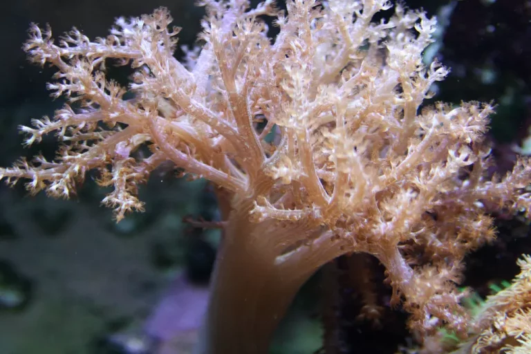 corals online