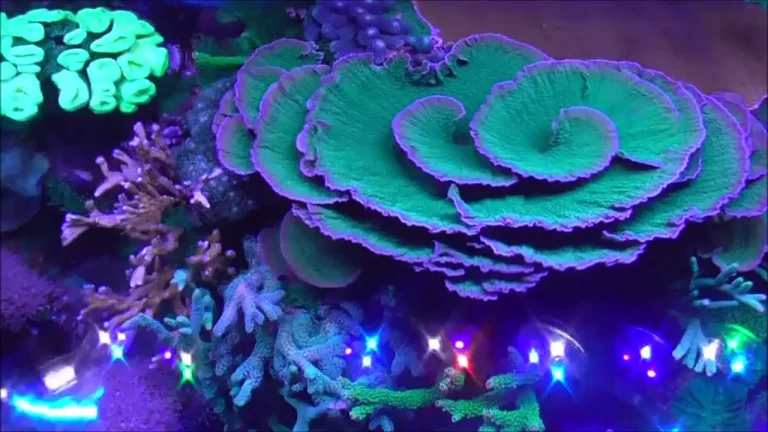 corals online