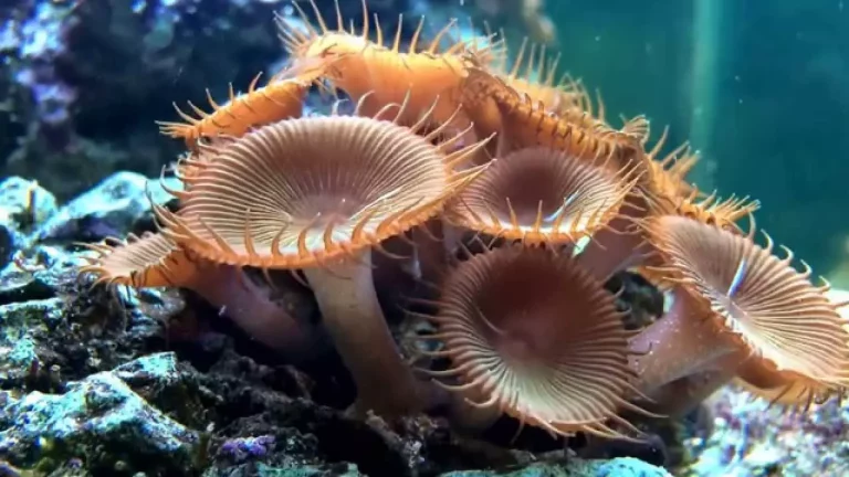 corals online