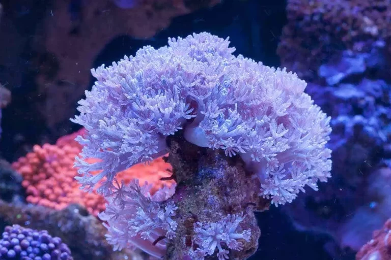 corals online