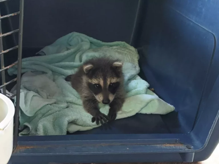 raccoon breeds