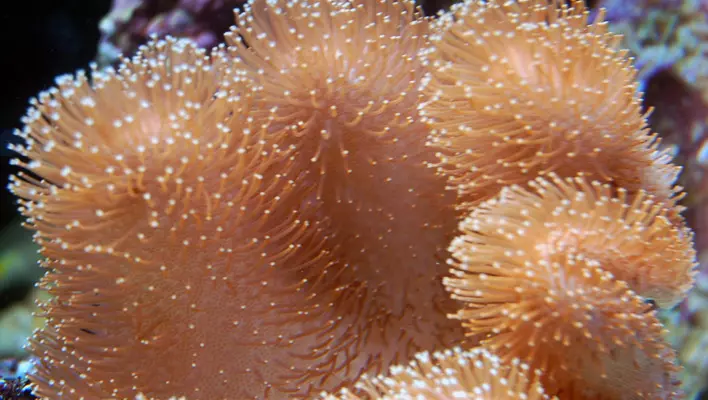 corals online
