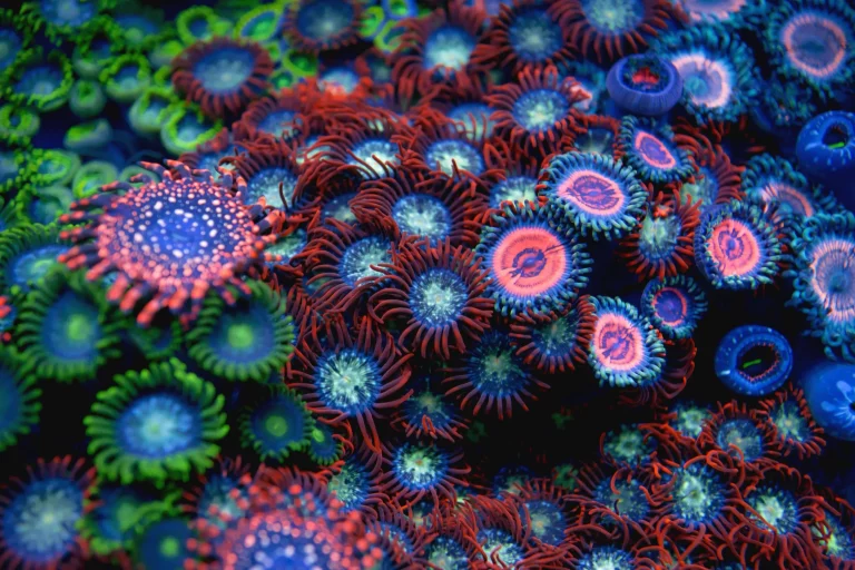 corals online