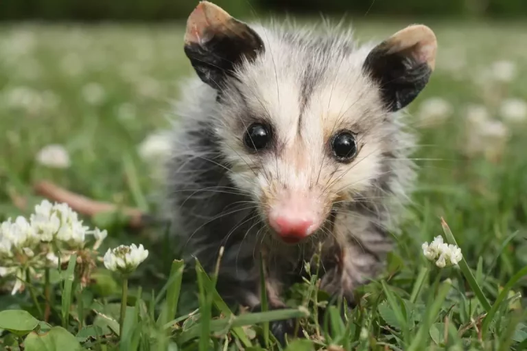 baby pet opossum