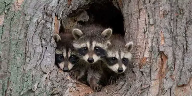 raccoon breeds