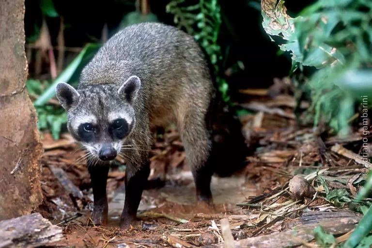 raccoon breeds