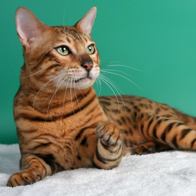 orange cat