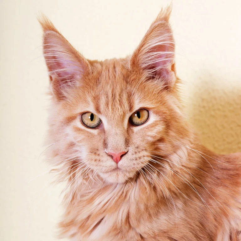 orange cat