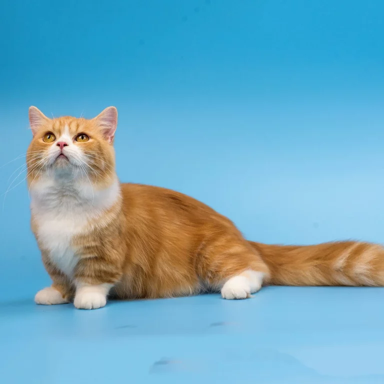 orange cat