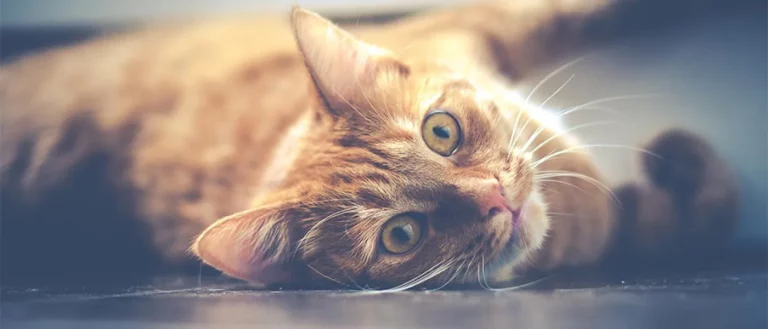 orange cat