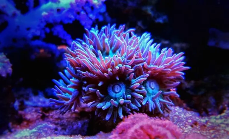corals online