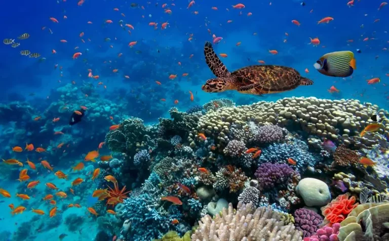 corals online