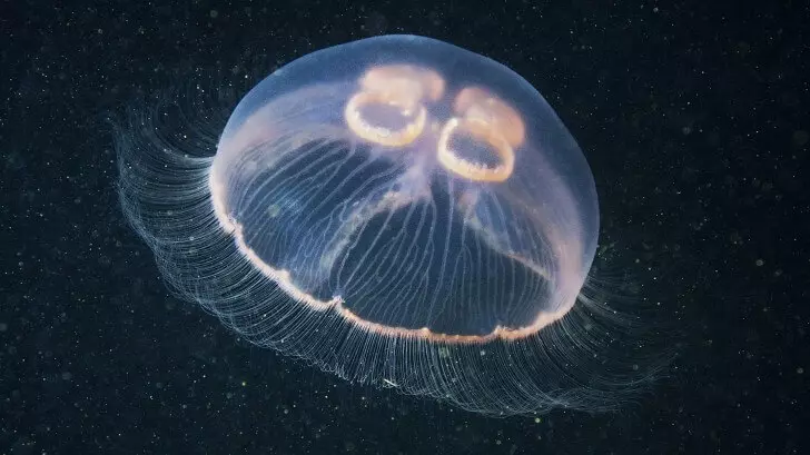 moon jellyfish