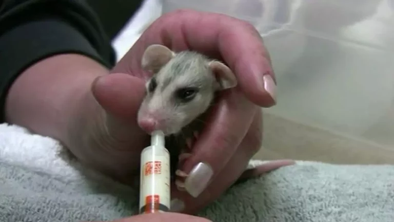 feeding pet opossum