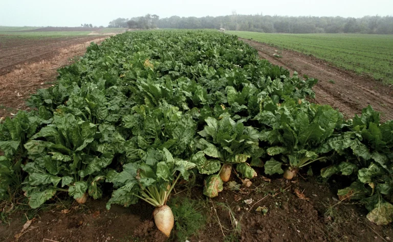 genetically modified vegetables