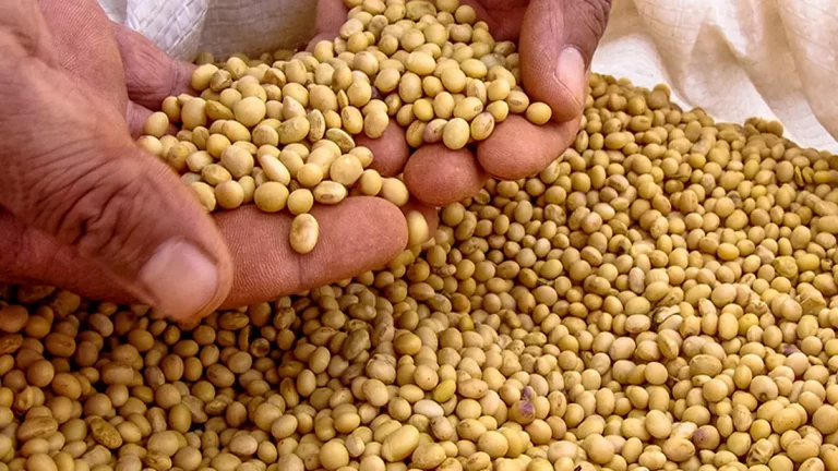 genetically modified vegetables