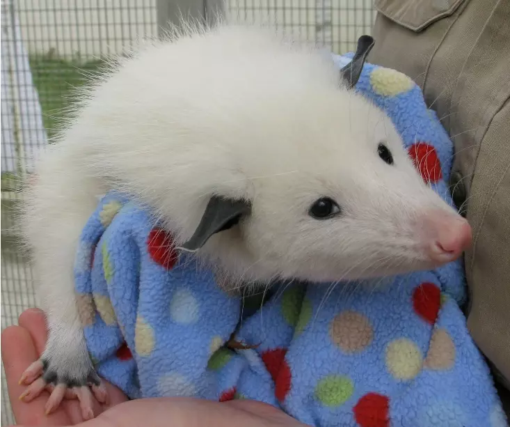 grooming pet opossum