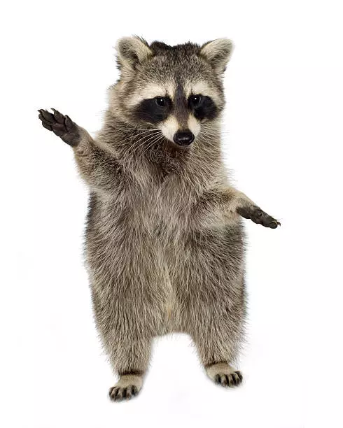 raccoon breeds