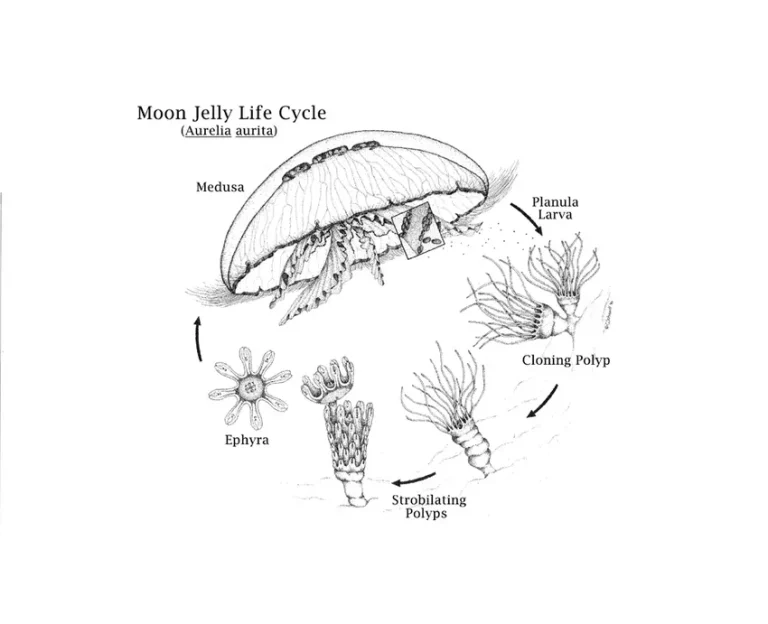 moon jellyfish