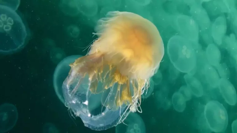 moon jellyfish