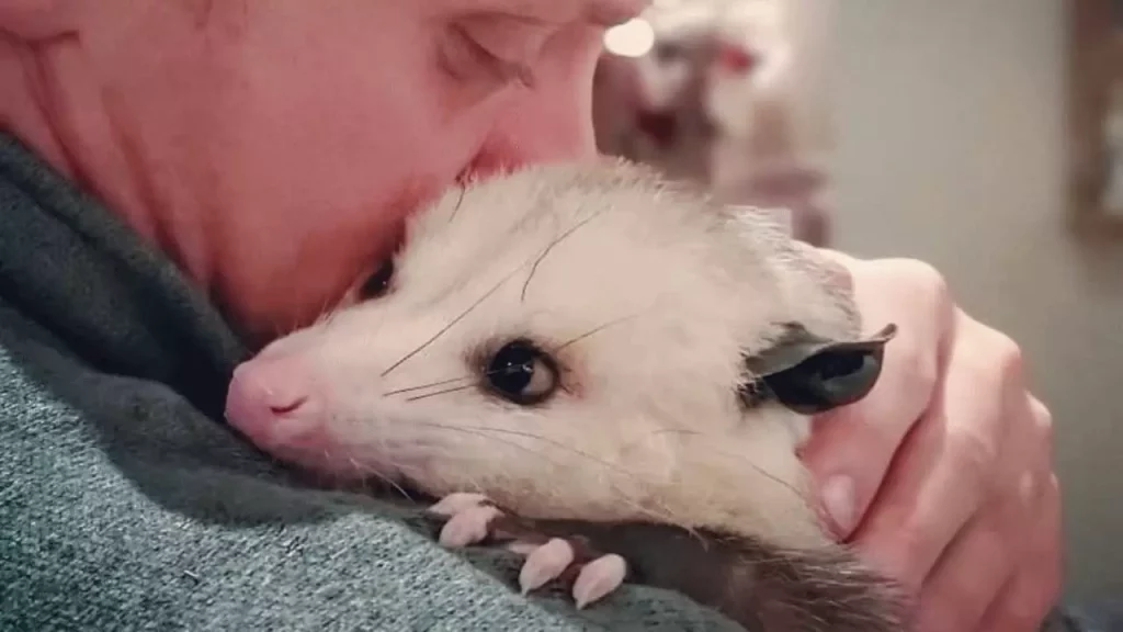 opossum