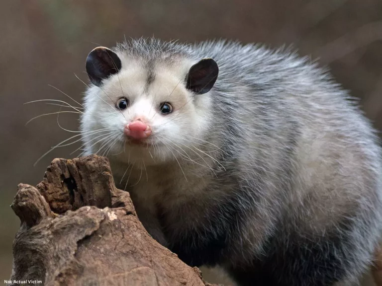pet opossum