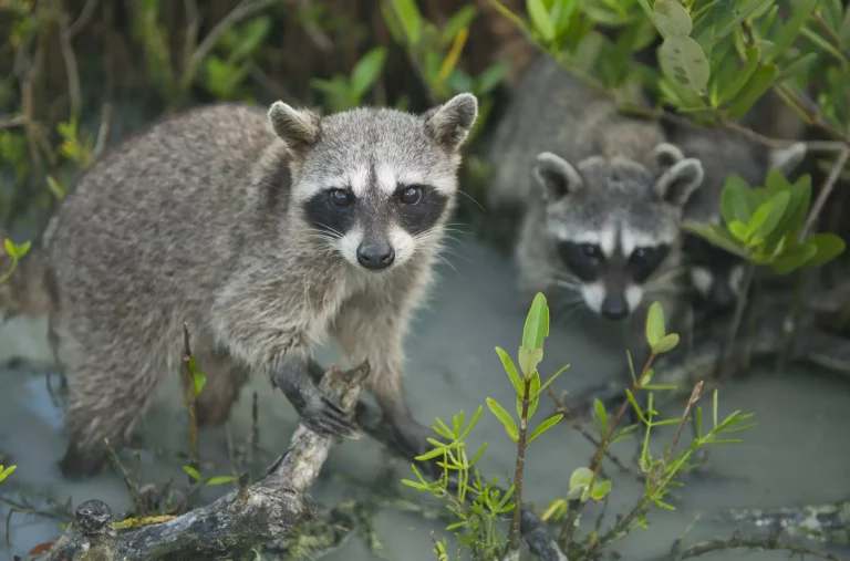 raccoon breeds