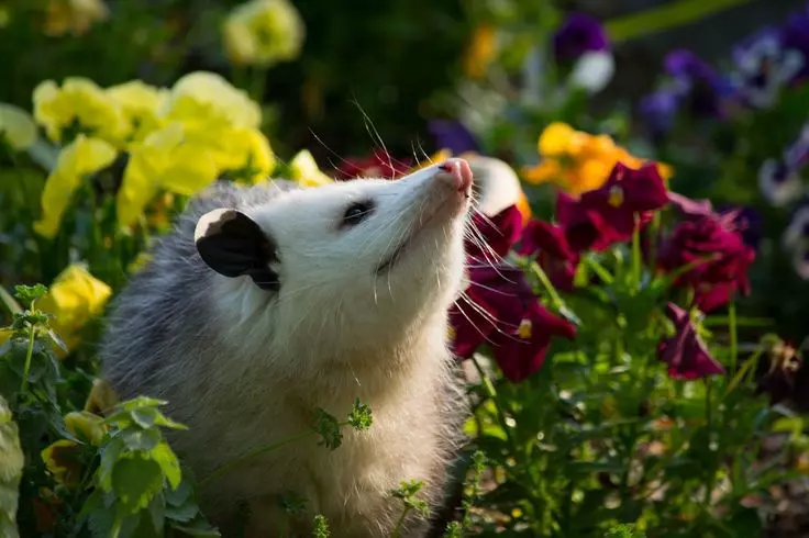 temperament of pet opossum